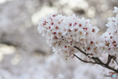 打出川治水緑地　桜の旅　２／５