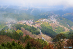 吉野山の桜 3