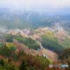 吉野山の桜 3