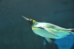 ペンギン　海遊館