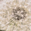 Dandelion 02 / HDR