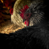 眠り /HDR