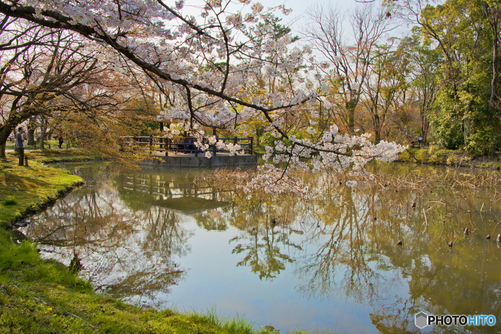 府立植物園　桜と池　topaz