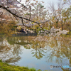 府立植物園　桜と池　topaz