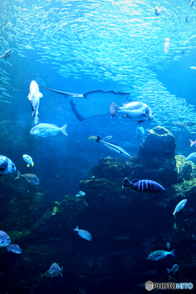 魚たちの世界６＠京都水族館