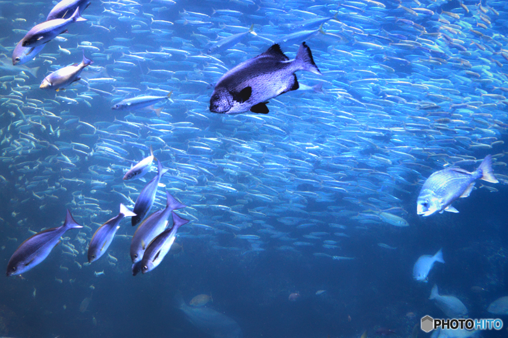 魚の世界１@京都水族館