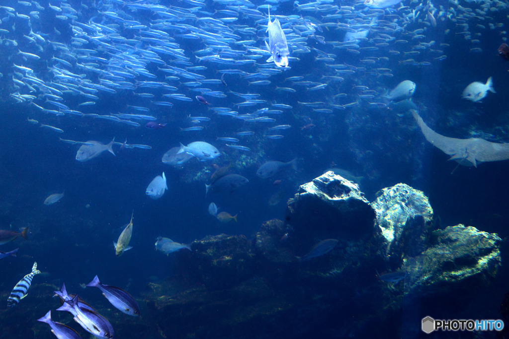 魚の世界２@京都水族館