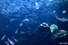 魚の世界２@京都水族館