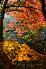 笠置山の秋模様9