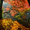 笠置山の秋模様9