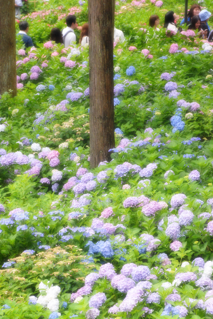 童心へ...@三室戸寺