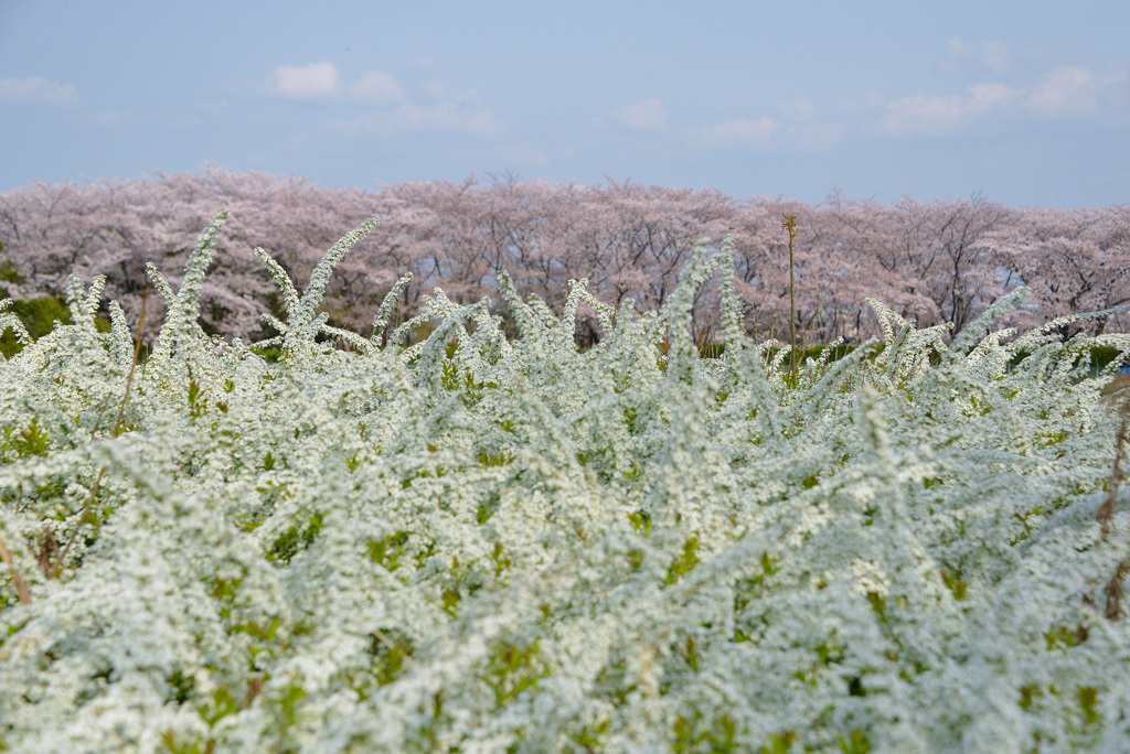 春の３Ｃｏｌｏｒｓ