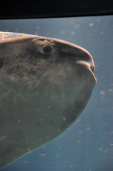 マンボウ　海遊館