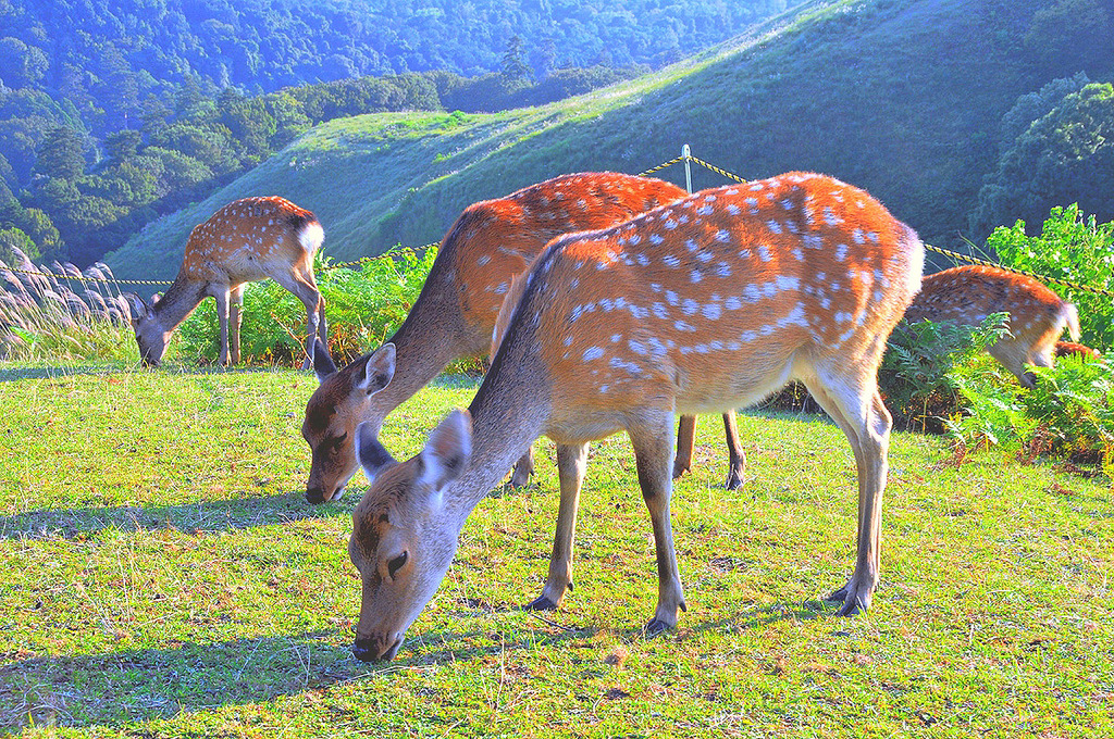 鹿の群れ　若草山