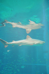 サメ　海遊館