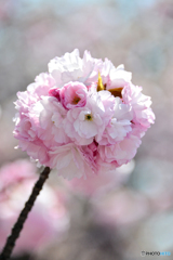 大阪造幣局の桜 2