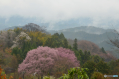 吉野山の桜 7