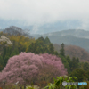 吉野山の桜 7