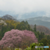 吉野山の桜 7