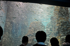 いわし　海遊館