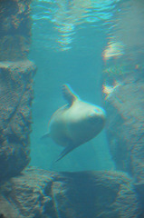 アザラシ　海遊館