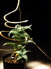 A Succulent 02 /light painting2