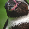ペンギン　リアル志向