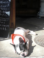 東山のカフェの犬