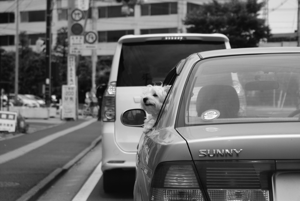 風に吹かれて♪