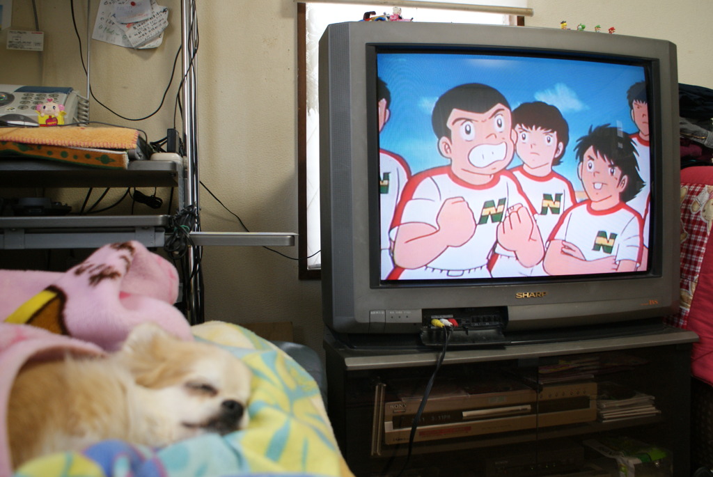 石崎君と犬