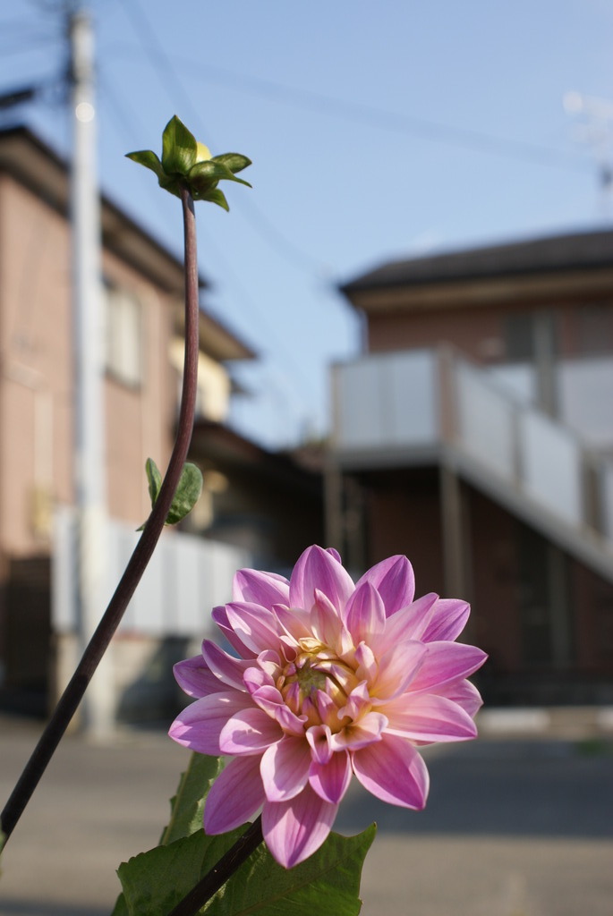 満開と蕾