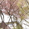 ピンク、緑、ごちゃごちゃ！！