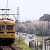 一畑電車と桜