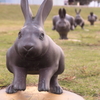 宍道湖うさぎ
