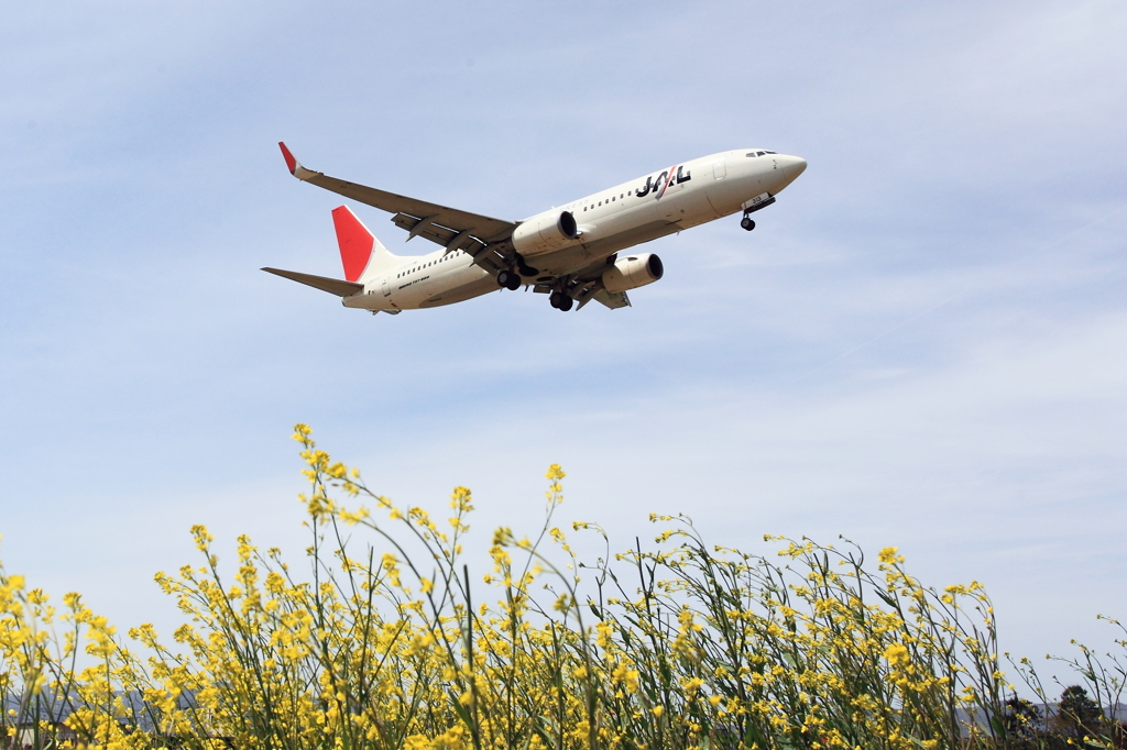 JEX B737-800と菜の花