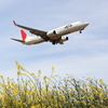 JEX B737-800と菜の花