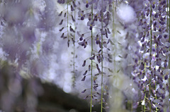 紫簾