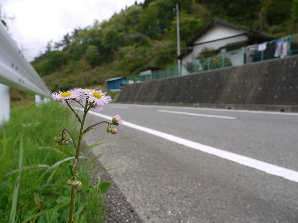 路傍の花