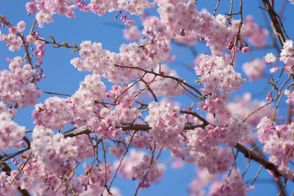 ふわふわ桜