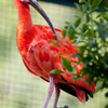 赤い鳥