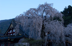 夜明け前の久遠寺桜