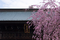 大門と桜