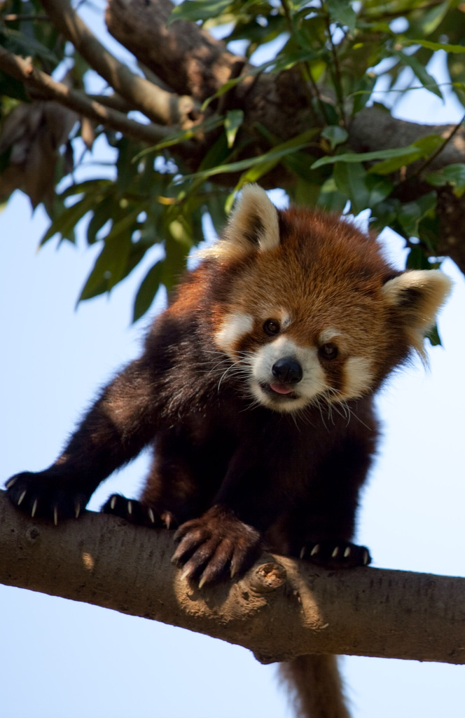 木登りレッサーパンダ１