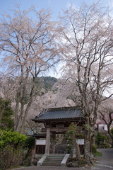 寺門の桜