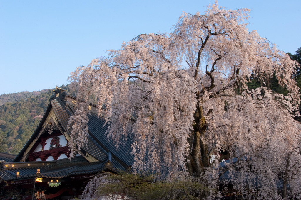 朝日を浴びる久遠寺桜