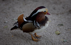 カラフルな鳥