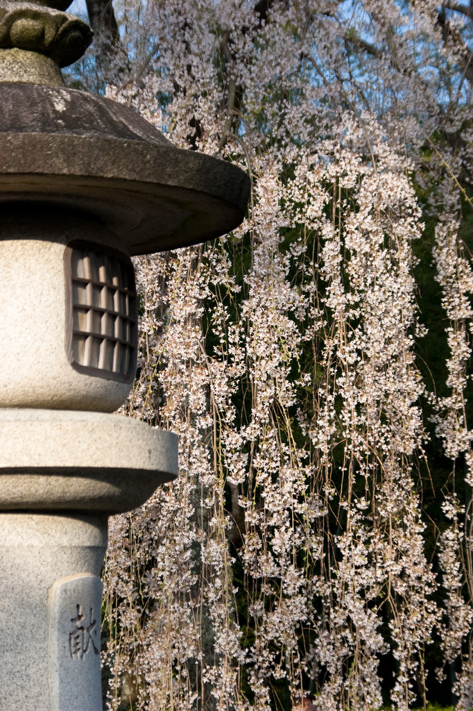 灯籠としだれ桜