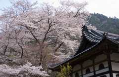 寺裏の桜