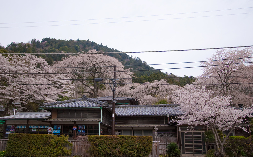 桜に囲まれた家