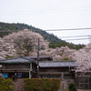 桜に囲まれた家